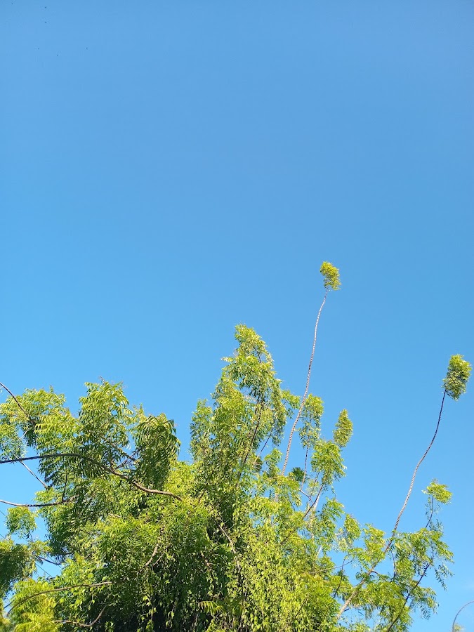 Cerâmica São Bento foto 5